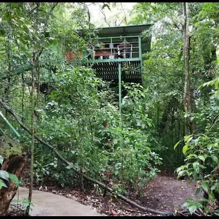 Jungle Living Tree Houses Monteverde Kültér fotó