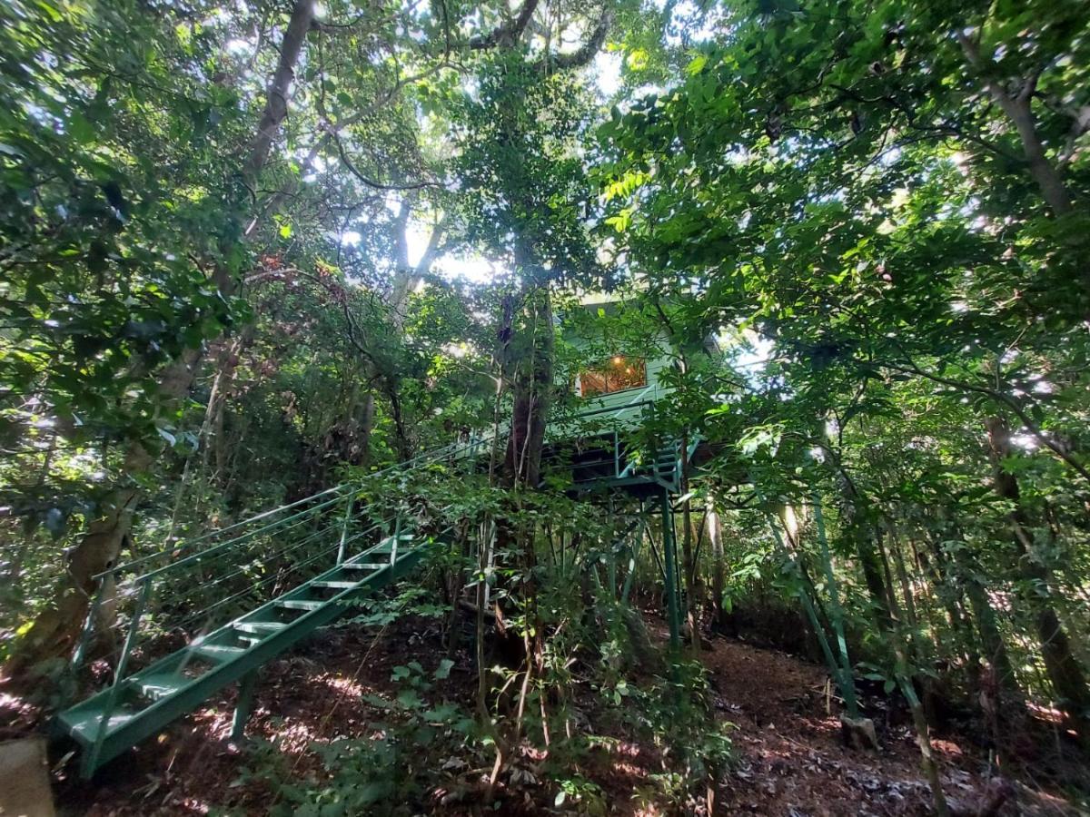 Jungle Living Tree Houses Monteverde Kültér fotó