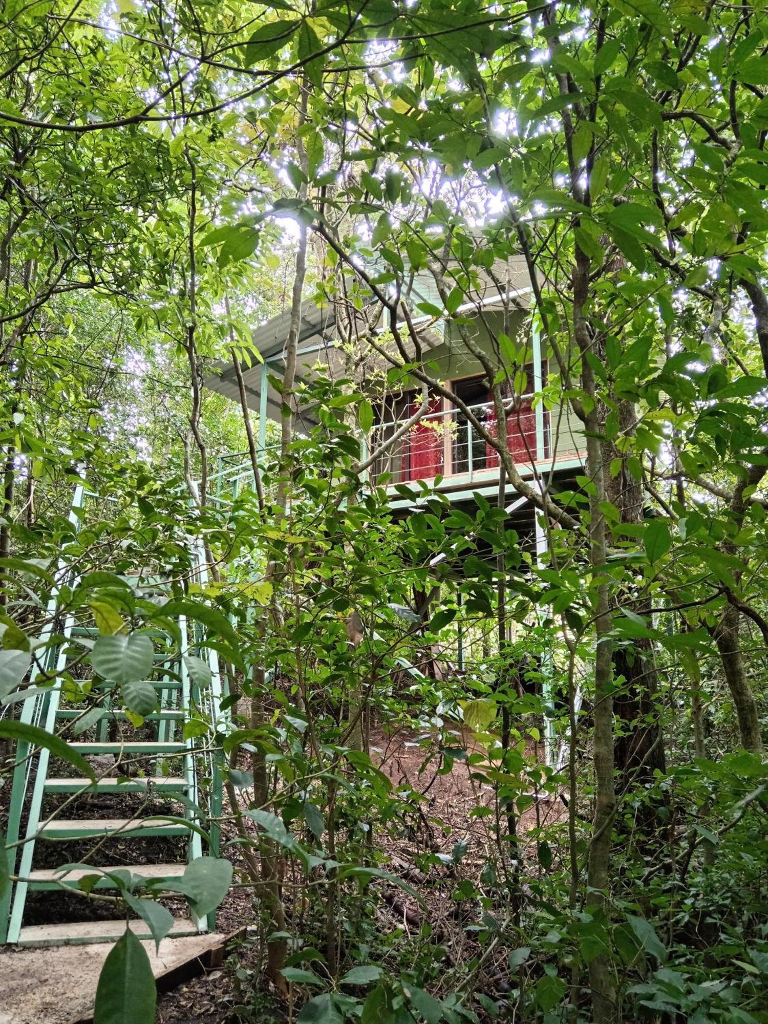 Jungle Living Tree Houses Monteverde Kültér fotó